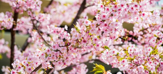 mejores-destinos-en-espana-para-viajar-en-primavera